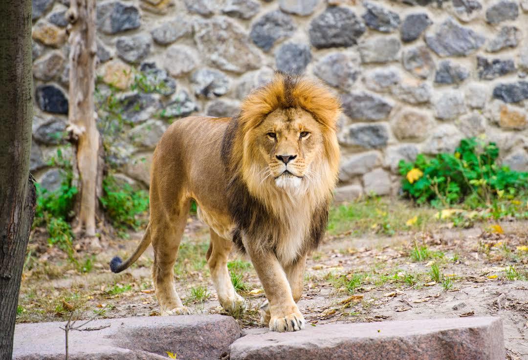 Zoológico de Atlanta