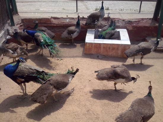 Alexandria Zoo