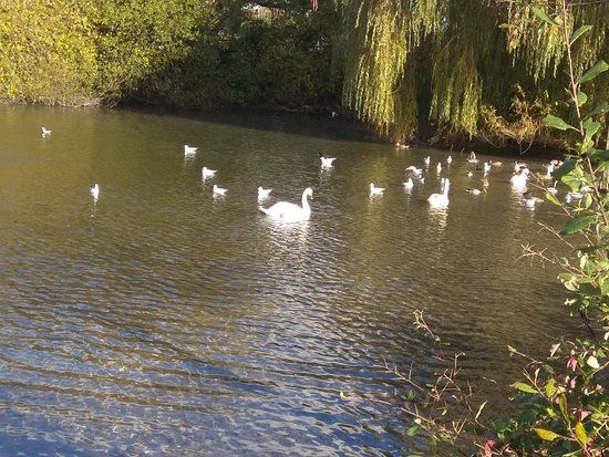 Black Dam Ponds