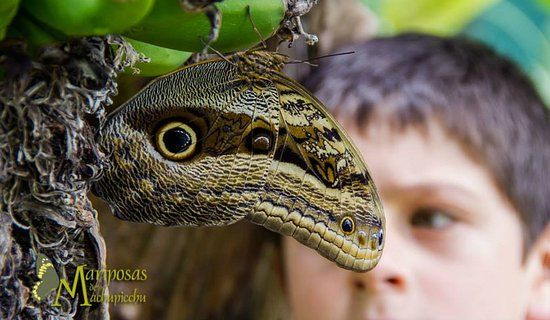 Mariposario of Machu Picchu