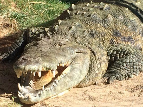 Phoenix Herpetological Sanctuary