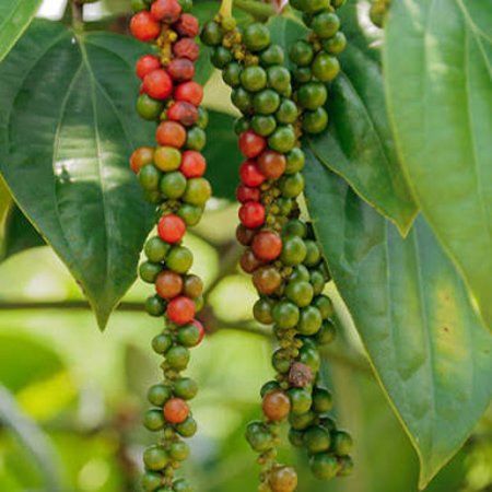 Banasura Spices Garden