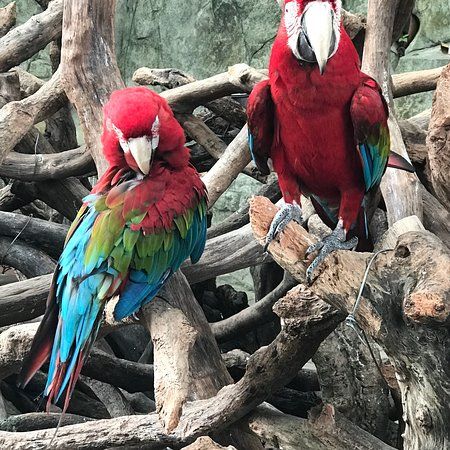 Shenzhen Safari Park
