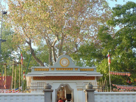 Sri Maha Boodhi Temple