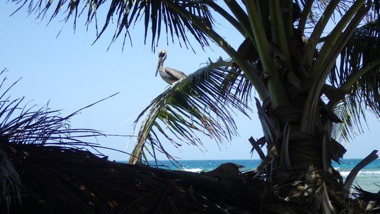 Pumpkin Caye