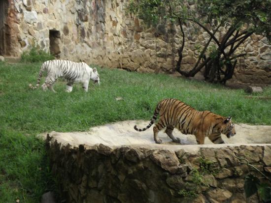 Cali Zoo
