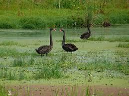 Byron Wetlands