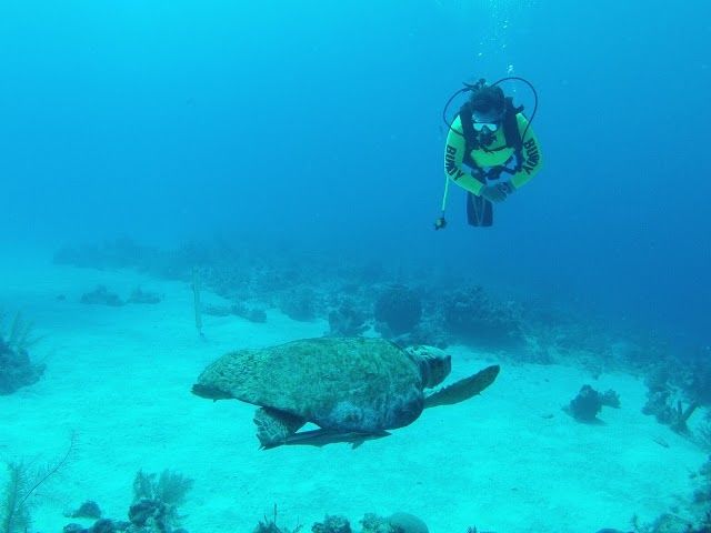 Dive Provo