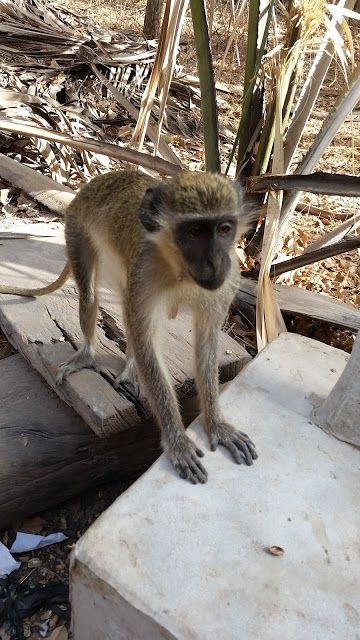 Monkey Park