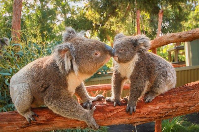 Ballarat Wildlife Park