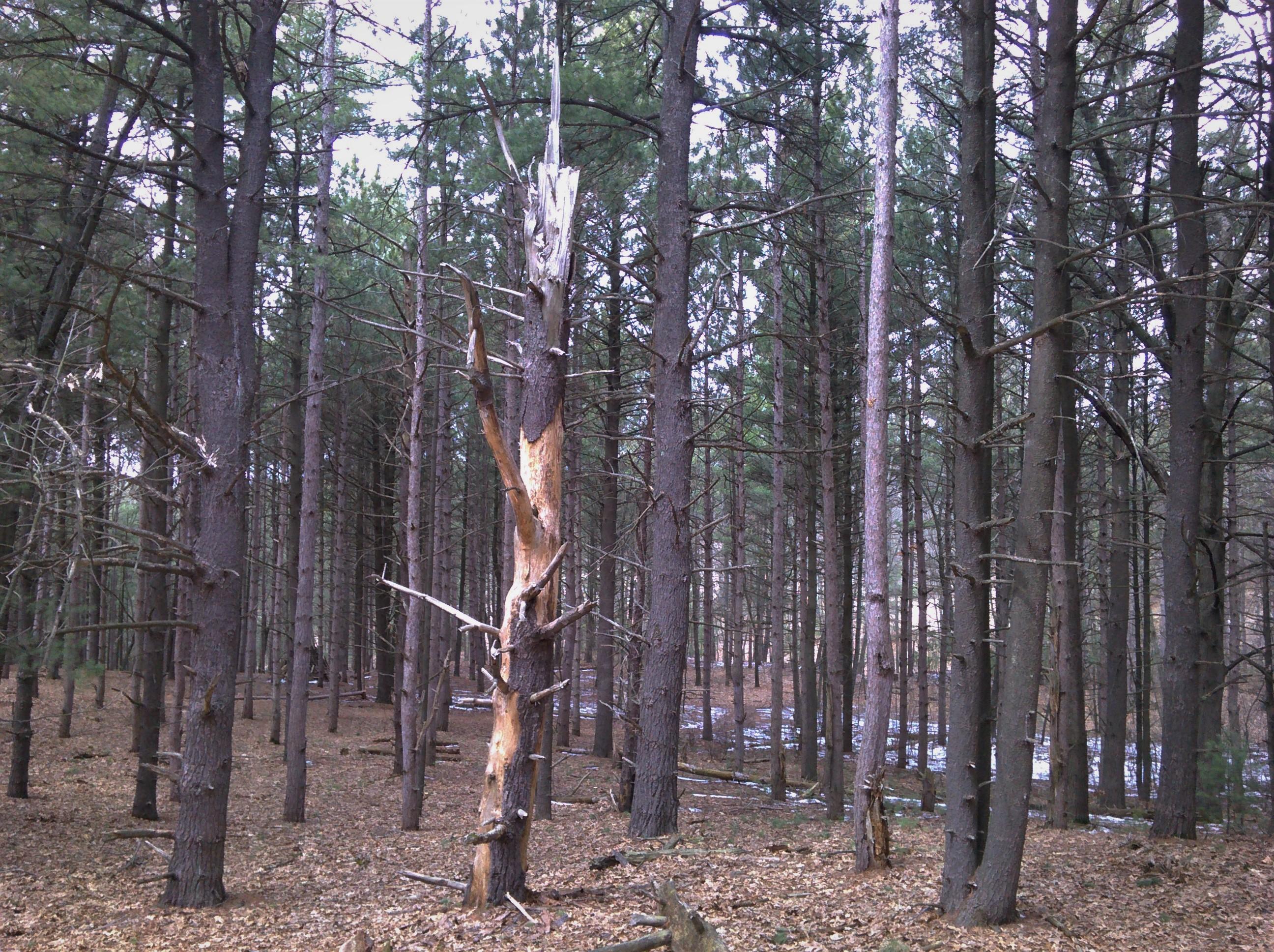 Provin Trails