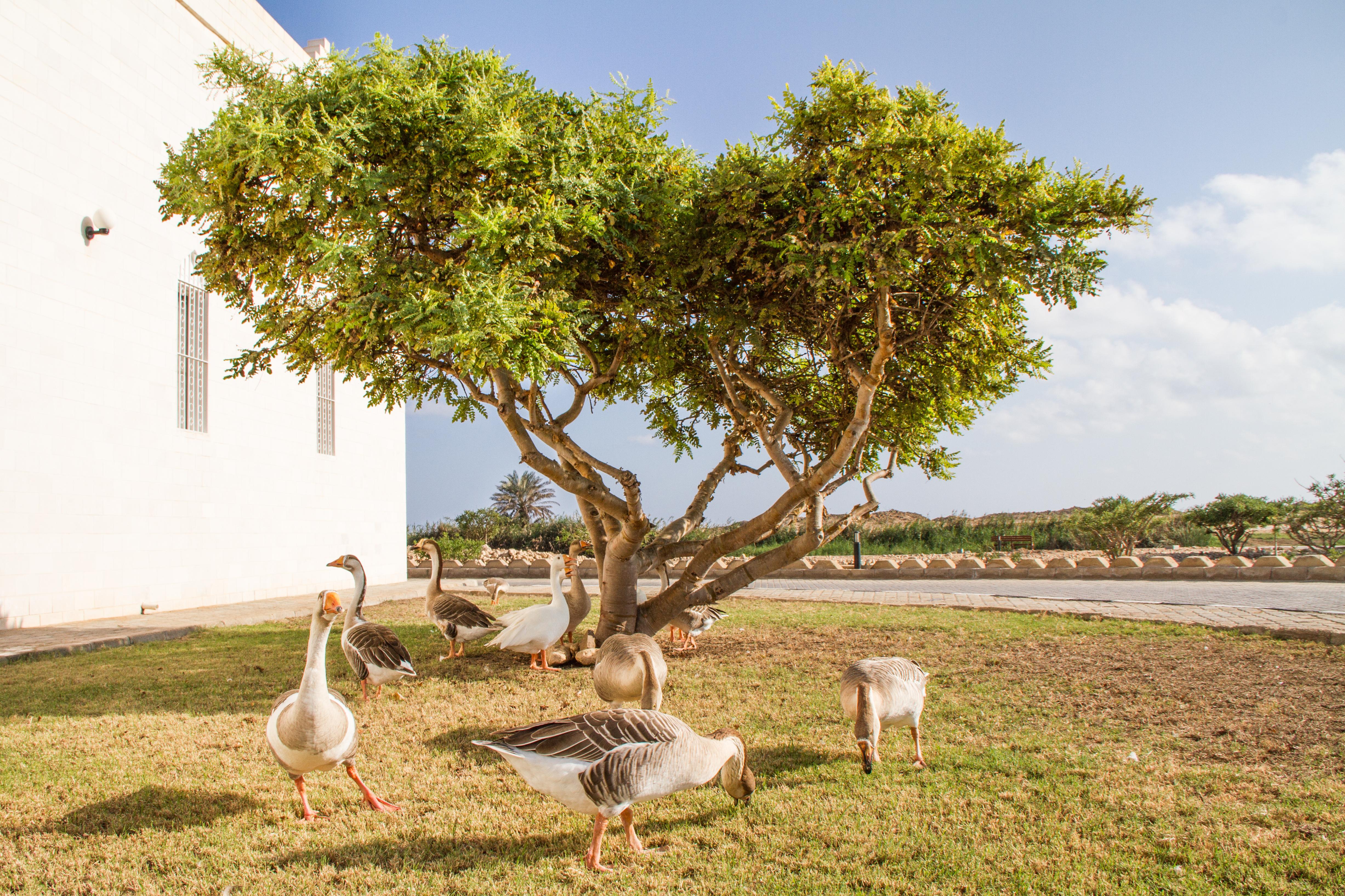 Al Baleed Archaeological Park