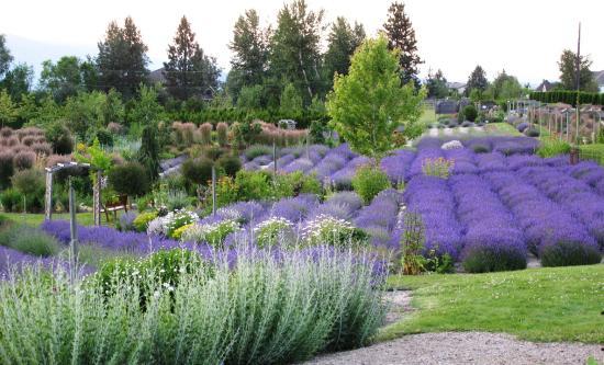 Okanagan Lavender Farm