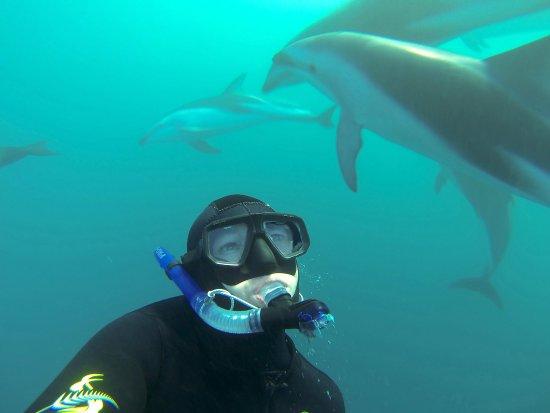 Dolphin Encounter
