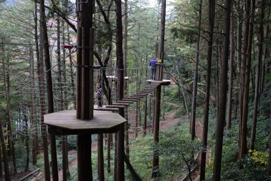 Forest Adventure Hakone