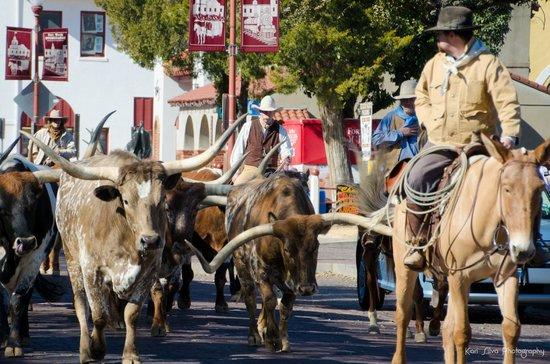 Fort Worth Herd