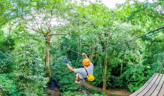 Flight of the Gibbon