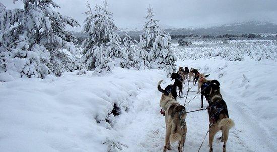 Cairngorm Sleddog Centre