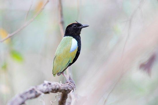 Tracks Birding & Photography Tours