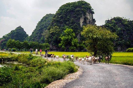 Good Morning Ninh Binh