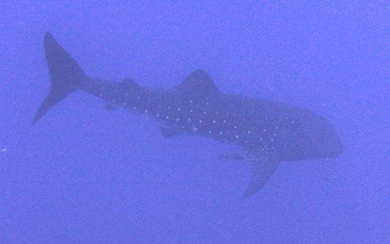 Diving with Whalesharks