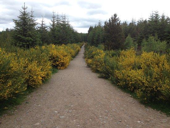 VisitScotland - Daviot Wood Information Centre