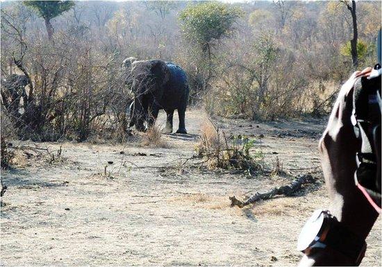 African Exodus Safaris