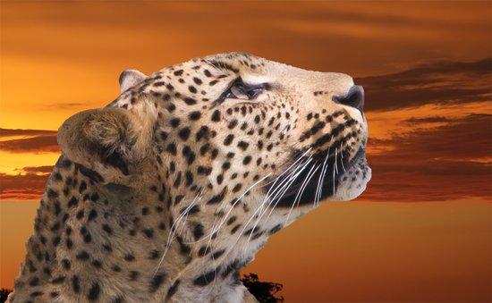 Apex Tours & Safaris