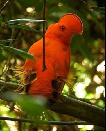 Amazon Jungle Tour