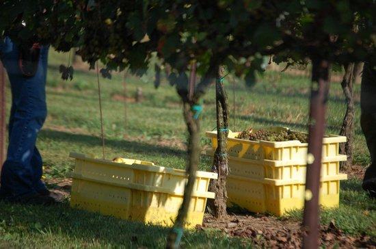 Jean Farris Winery