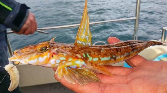 Falmouth Sea Fishing