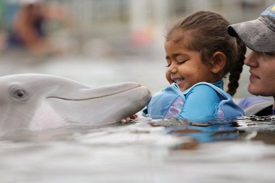 Island Dolphin Care