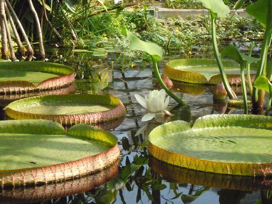 University of Basel Botanical Garden