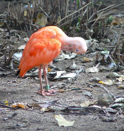 Aventura Amazonia