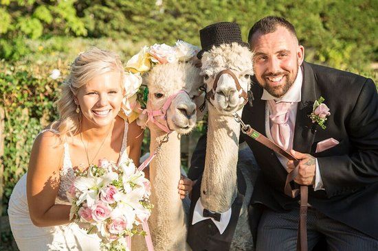 Dunreyth Alpacas