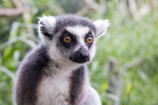 Melbourne Zoo