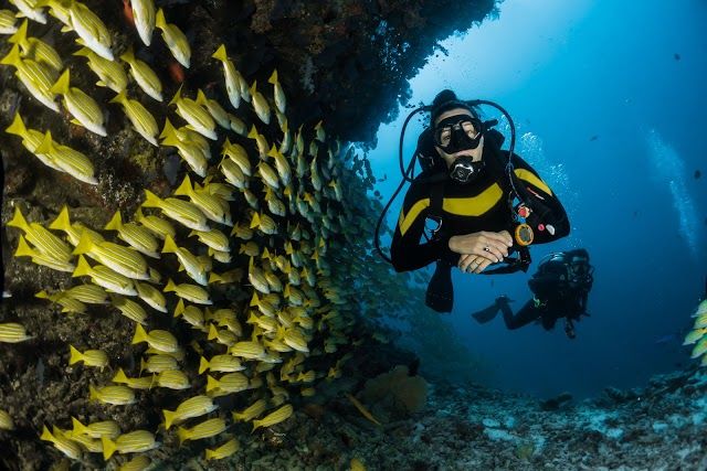 Bahama Divers