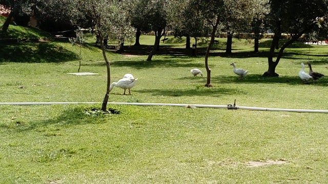 Felicidad Park