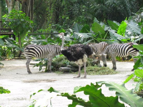 Singapur Zoo