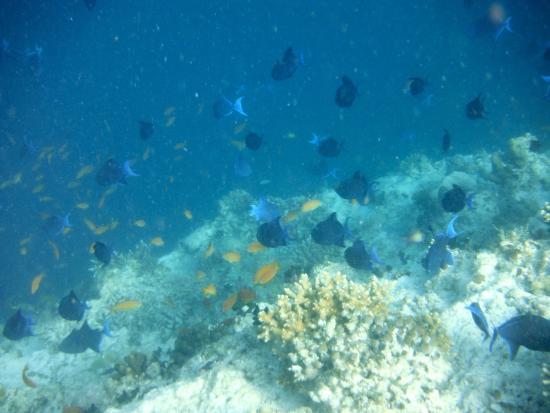 Banana Reef
