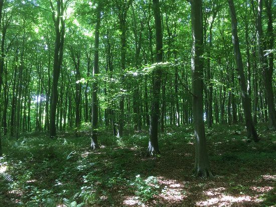 Eartham Wood
