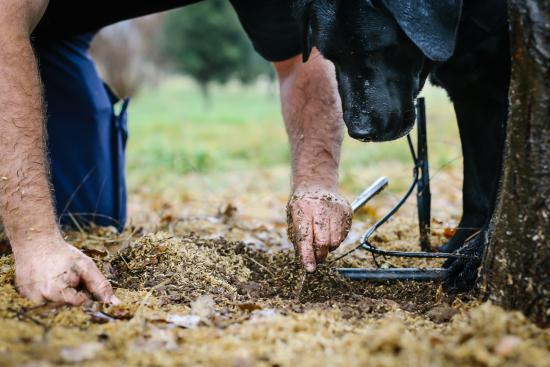 The Truffle Farm