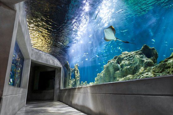 Acuario Michin