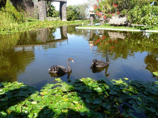Jardin Aquatico