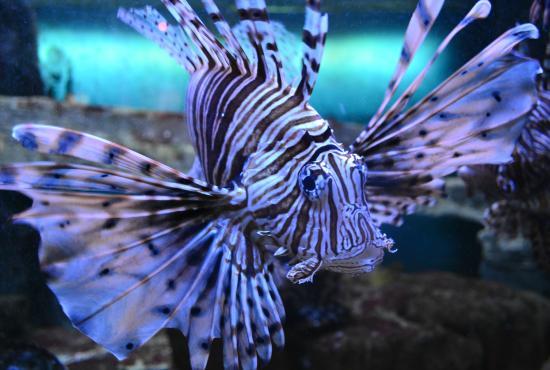 l'Aquarium du Golfe