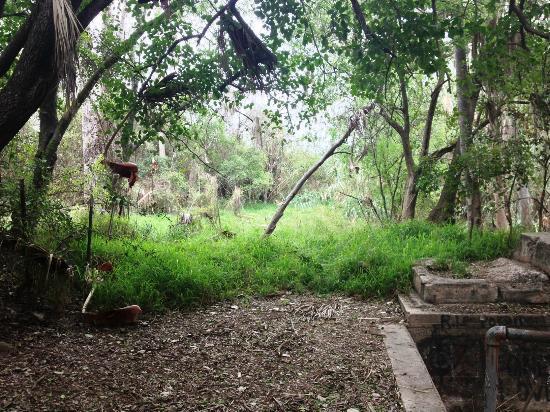 McAllen Botanical Gardens