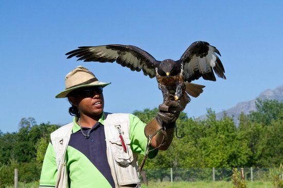 Eagle Encounters