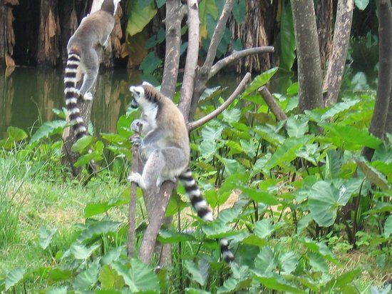 Botanical and Zoological Garden of Tsimbazaza