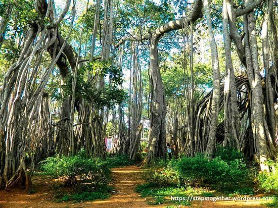 Big Banyan Tree