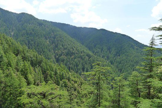 Reserve Forest Sanctuary